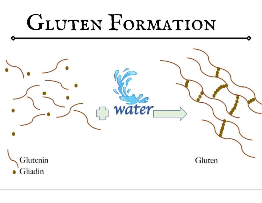 illustration of gluten formation on hydration