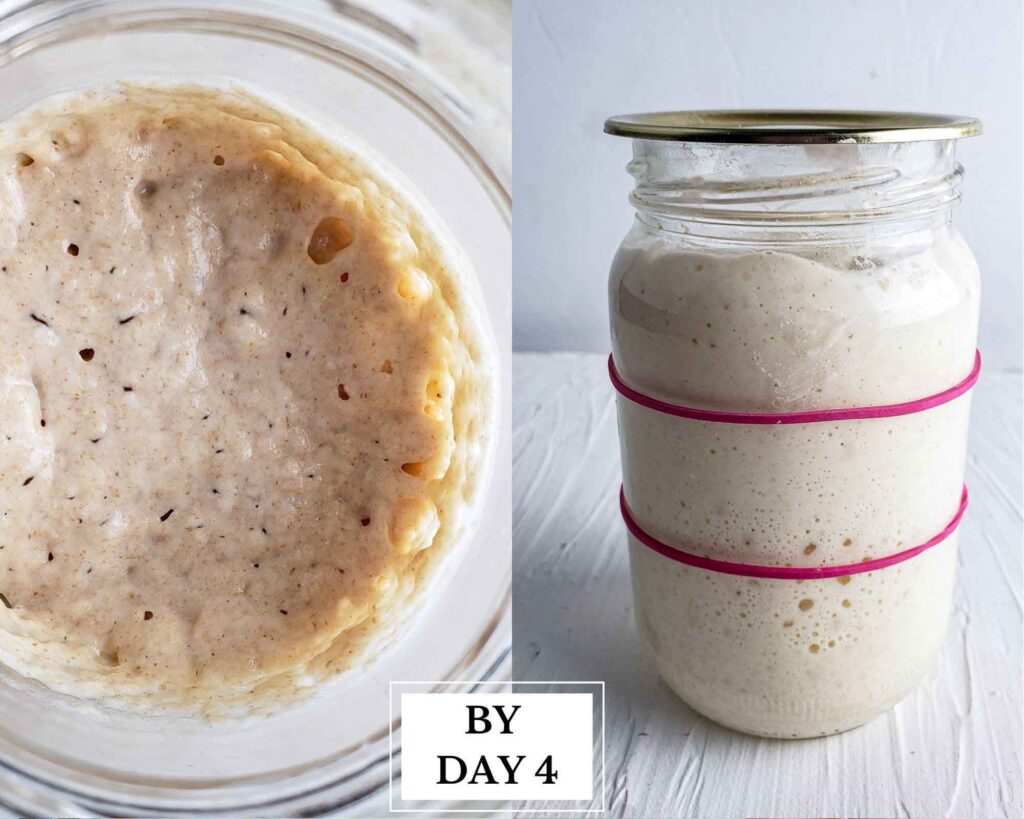 day 4 ripe and bubbly starter in glass jar