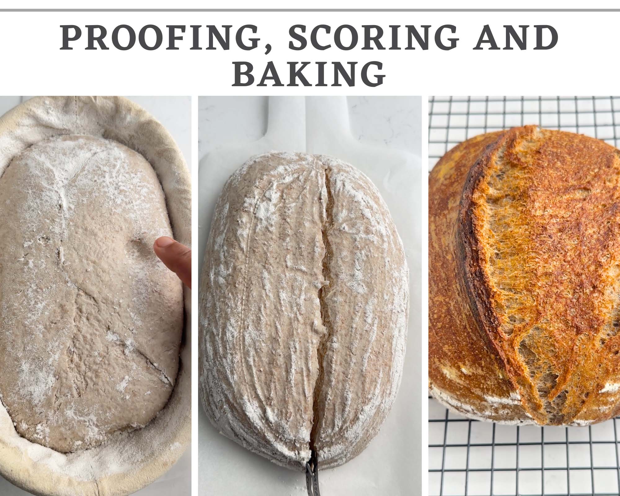 images of proofing, scoring and then baking the whole wheat sourdough loaf